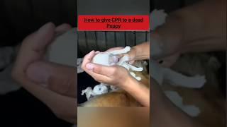 How to Give a Puppy CPR  rescuedog educationalshorts cpr [upl. by Chemash]