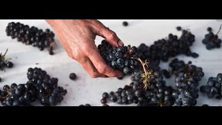 What is Carbonic Maceration in winemaking [upl. by Geier]