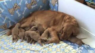 Golden Retriever Puppies  5 days old [upl. by Jempty780]