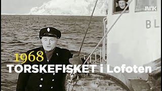 Torskefisket i Lofoten  1968 [upl. by Llesirg]