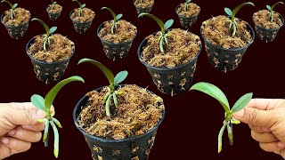 This way of propagating orchids is easier than ever [upl. by Einnob550]