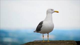 Seagull Noises  Free Sound Effects  Animal Sounds [upl. by Llireva]