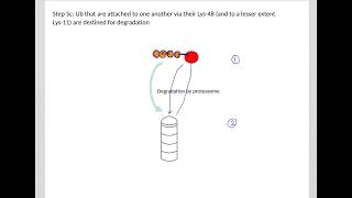 528 Understand not memorize metabolism Ubiquitin Proteasome System and Autophagy [upl. by Arraic]