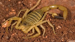 Scorpion killer Deathstalker Scorpion  Leiurus quinquestriatus [upl. by Bondon]