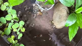 Guppy breeding setup update guppybreeding guppyfish guppyfishpond lowbudget [upl. by Rowena204]