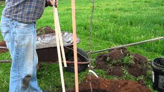 planting pear trees [upl. by Tessler]