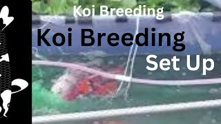 Secrets of Setting up a Koi Breeding a Spawning Pool [upl. by Byrdie20]