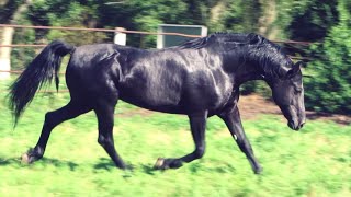 Black Orlov stallion [upl. by Ati59]