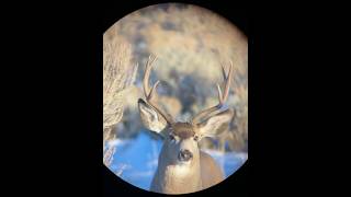 Mule deer up close and personal Filmed with spotting scope and Ollin adapter bigbucks deer [upl. by Aileda]