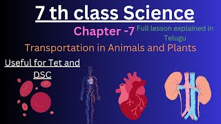 7th class science  7Transportation in Animals and PlantsFull lesson explained in telugu science [upl. by Aneeuqahs]