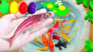 On Free Time Come and Watch Colorful Surprise Eggs Goldfish KOI Betta and Molly to Stop Boring [upl. by Whiffen]