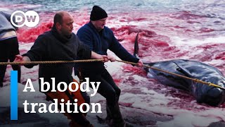 Whale hunting in the Faroe Islands  DW Documentary [upl. by Eelana589]