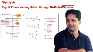 Glycolysis Pay Off Phase and regulation of pathway through NADNADH ratio [upl. by Nitsug]