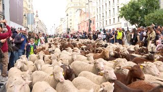 Más de mil ovejas y cabras inundan Madrid en la XXX Fiesta de la Trashumancia [upl. by Osner]