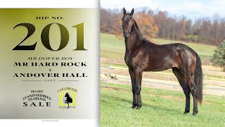 Mr Hard Rock colt  2024 MidOhio Standardbred Yearling Auction lot 201 [upl. by Eedyak]