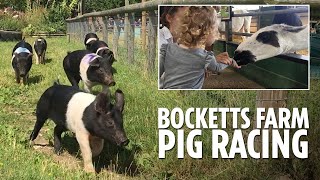 Bocketts Farm day trip featuring their famous pig racing [upl. by Neelyt]