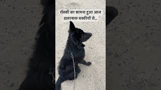 aaj roxy ka samna hua khatarnak bakriyo se… doglovers germanshepherd gsd doglife puppylife dog [upl. by Yrdnal]