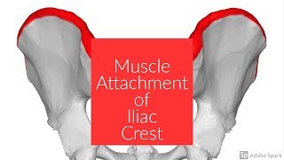 Muscle Attachment of Iliac Crest [upl. by Kutzer]