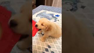 Big dog and mini dog youtube  dog first video this channel 😍😍😍😀👍👍👌👌👌 [upl. by Byrd]