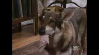 The Littlest Hobo Season 4 Episode 13 The Loneliest Day Of The Week [upl. by Ulphi503]