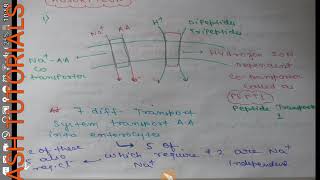 ABSORPTION OF AMINO ACIDS DIPEPTIDES TRIPEPTIDESANTIGENFUNCTION OF M CELLS [upl. by Ecar879]