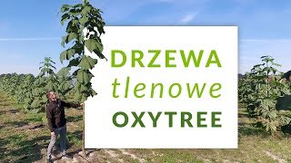 Poznaj Oxytree🌳 Szybko rosnące drzewo tlenowe [upl. by Arraic962]