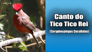 164  O Canto do TICO TICO REI Coryphospingus Cucullatus Bird Song  Red Crested Finch [upl. by Llecrep]