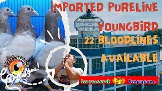 Murang YB ng Imported Pureline makikita rito  22 Bloodlines Available ngayon sa Bio Pigeons [upl. by Aubigny]