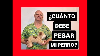 ¿Cuánto debe pesar mi perro [upl. by Akehsay]