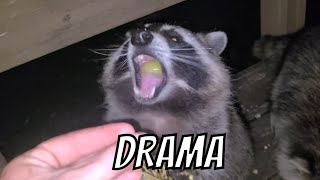 The Drama Triangle Raccoon Rambles 14 [upl. by Ahsiened]