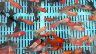 Small Mixed Premium Fantail Goldfish from Blue Ridge Koi [upl. by Denie]