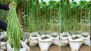 You cant ignore this tip for growing Long Beans high yield amp delicious  Gardening [upl. by Keung490]