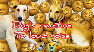 See dogs reaction to loud noise 🐶😱🔊 [upl. by Burt]