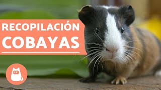 VÍDEOS DE COBAYAS 🐹 Graciosas jugando y adorables [upl. by Colline]