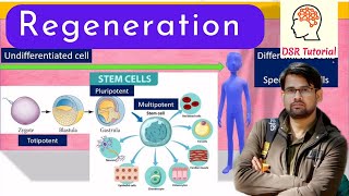 Regeneration Complete Process  Types  Mechanism  Regeneration in Invertebrates or Vertebrates [upl. by Dunson]