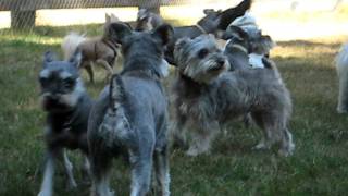 Miniature Schnauzer Howling Party [upl. by Lynnett]