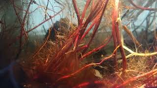 Bedside Pond Amphipod Action [upl. by Morrie]