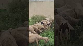 Sheep Wool viralvideo shorts agriculture [upl. by Aitam]