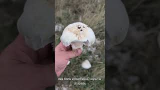 Agarics Géants en Lozère 🍄😮 [upl. by Gintz]