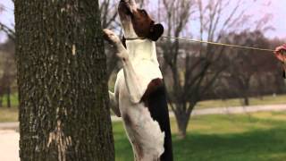 2012 Show Dog Championship  Treeing Walker Coonhound Feature [upl. by Othello]