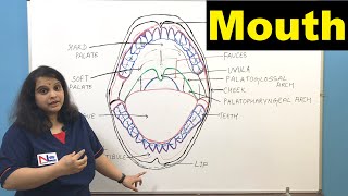 Mouth  Oral Cavity  Buccal Cavity  Digestive System  GI tract  Nursing Lecture [upl. by Laefar]