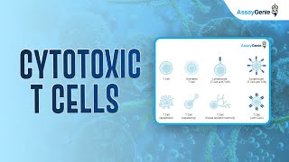 Cytotoxic T Cells [upl. by Anyl333]