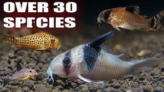 All My Corydoras  Over 30 species of Rare and Common Corys [upl. by Essyla]