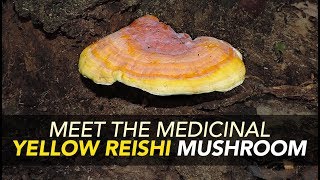 Meet The Medicinal Yellow Reishi Mushroom [upl. by Enoj]