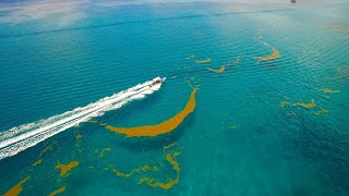 The Astounding Length of Seaweed in the Sargasso Sea 4K [upl. by Suoivatco]