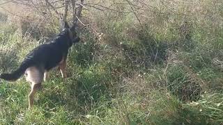 German Shepherd Casey “hunts” pheasant and hare No one was hurt [upl. by Treb]