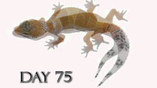 Leopard Gecko Growth Video Time Lapse Morph Cremesicle [upl. by Allemap]