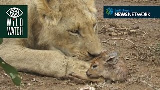 Lion plays with antelope prey [upl. by Yekcaj458]