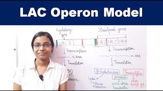 lac operon  Gene Regulation in Prokaryotes  AllAboutBiology [upl. by Yank]