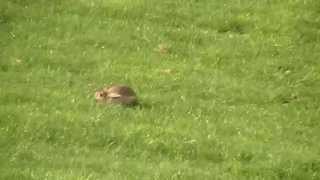 Lurcher pup running rabbit [upl. by Huntington]